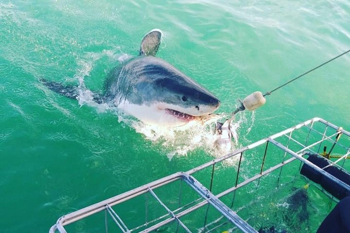 Shark Cage Diving - Photo 1 of 8